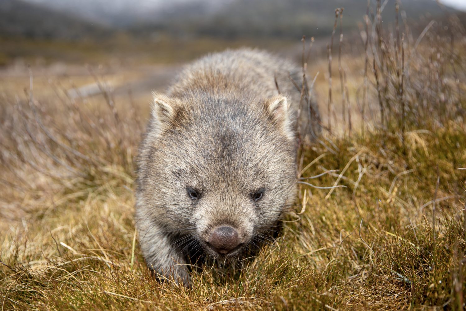 Wild Tasmania Tours Wombat